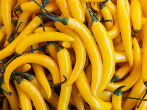 A pile of curved and long yellow chili peppers that is close up so all you see are the peppers.