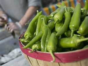 Fresh green Anaheim chile peppers